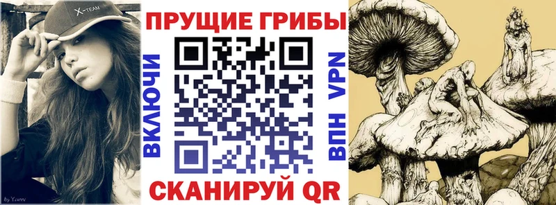где купить наркоту  Янаул  Псилоцибиновые грибы Psilocybe 